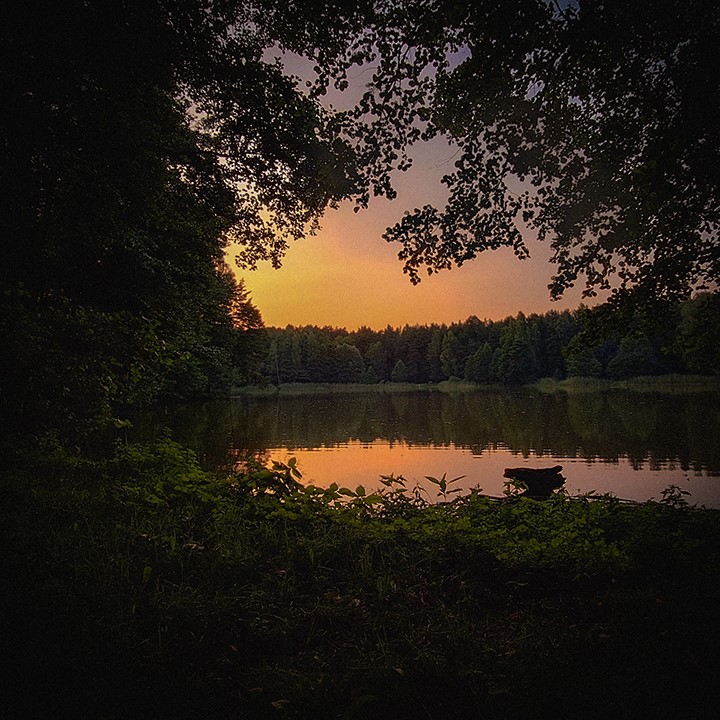 Evening lake in the forest