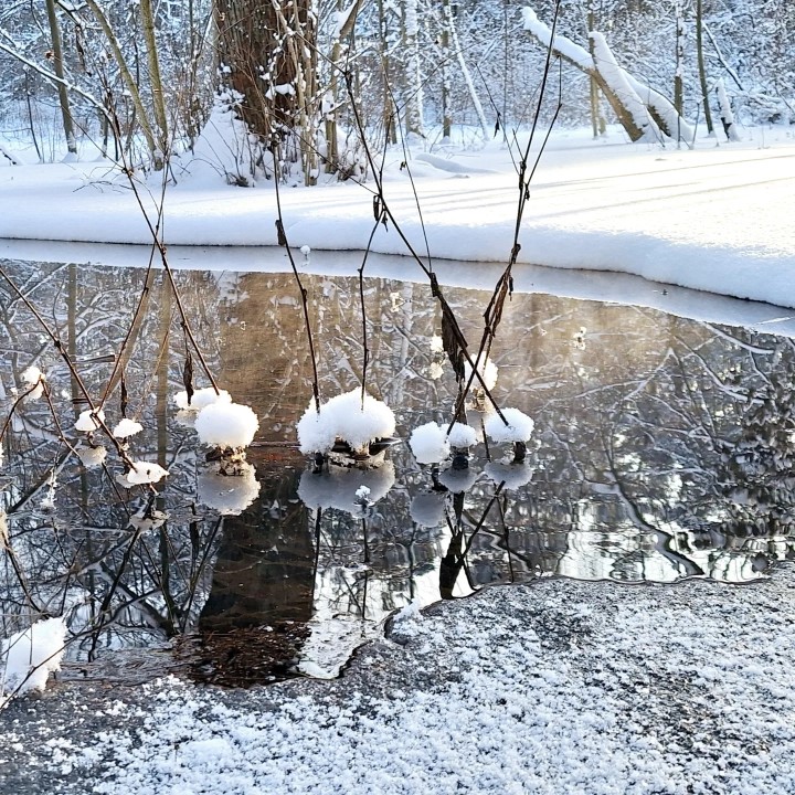 Frosty little river in forest